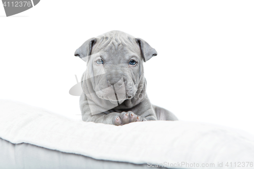 Image of Thai ridgeback puppy isolated on white