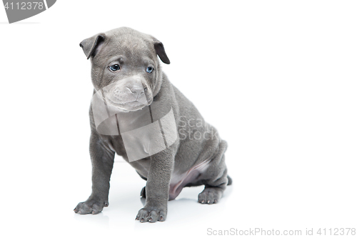 Image of Thai ridgeback puppy isolated on white