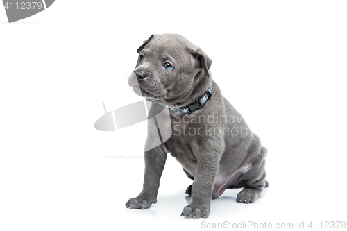 Image of Thai ridgeback puppy isolated on white