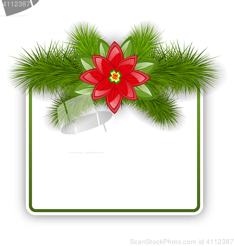 Image of Christmas postcard with fir twigs and flower poinsettia