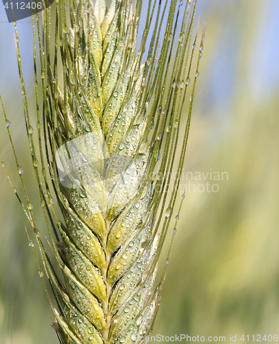 Image of Field with cereal