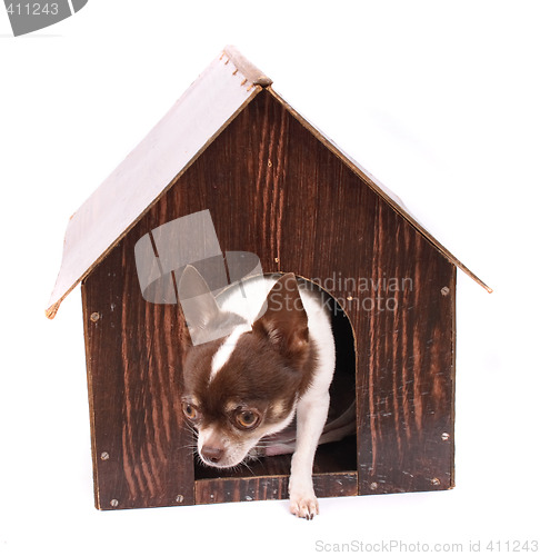 Image of chihuahua and her home