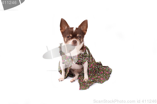 Image of chihuahua and clothes