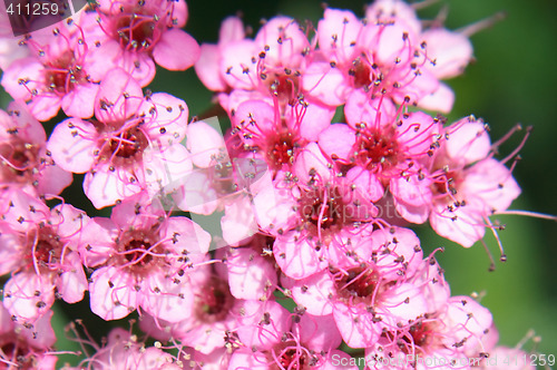 Image of flower texture background