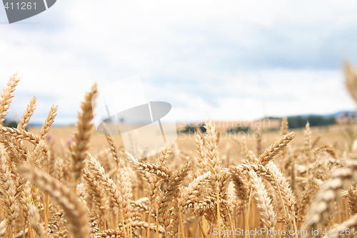 Image of golden corn