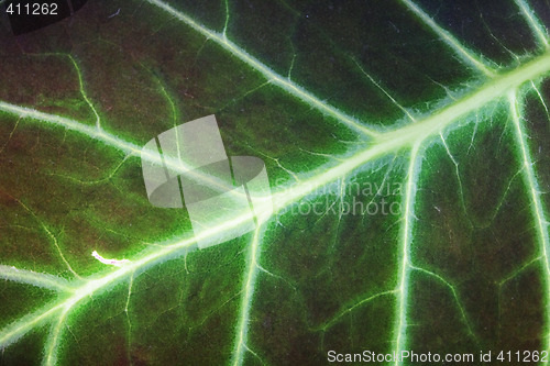 Image of leaf texture