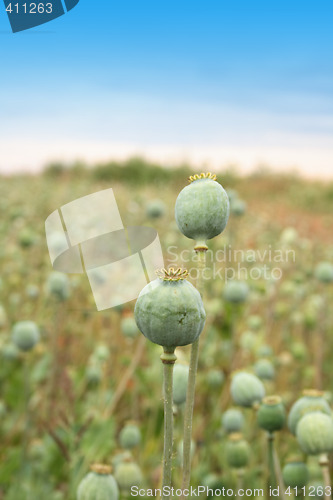 Image of poppy