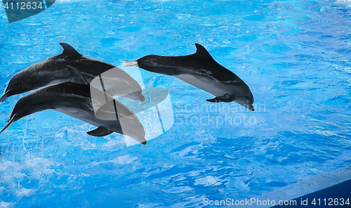 Image of The performance of the dolphins in dolphinariums.
