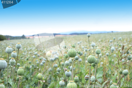 Image of poppy