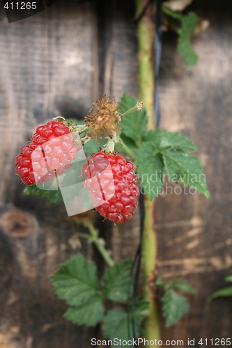 Image of raspberry