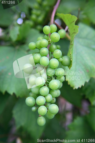 Image of grapes