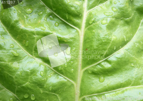 Image of leaf texture