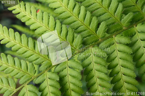 Image of leaf texture