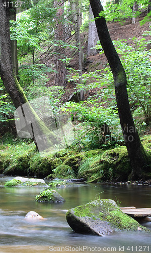 Image of czech forest