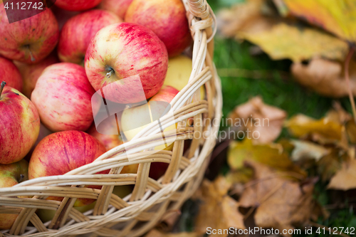 Image of wicker basket of ripe red apples at autumn garden