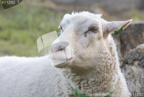 Image of Sheep