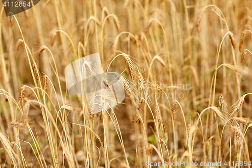 Image of cereal field with spikelets of ripe rye or wheat