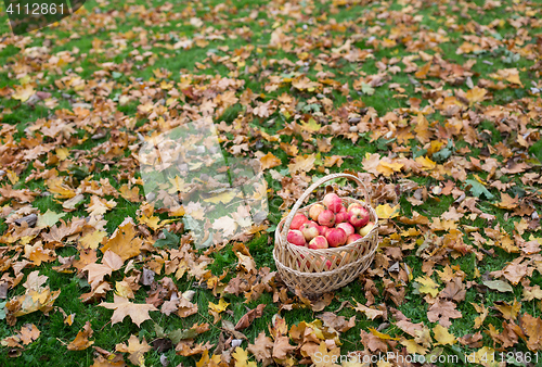 Image of wicker basket of ripe red apples at autumn garden