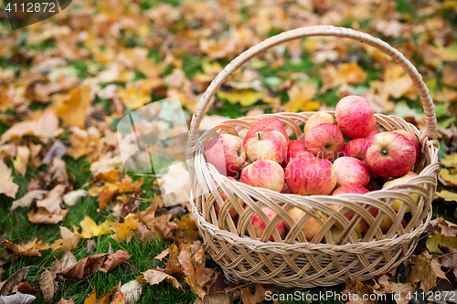 Image of wicker basket of ripe red apples at autumn garden