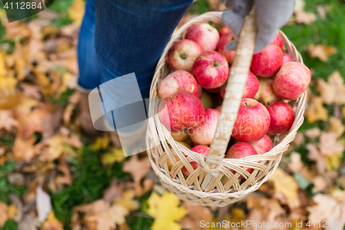 Image of woman with basket of apples at autumn garden