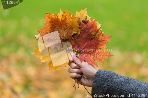 Image of close up of woman hands with autumn maple leaves