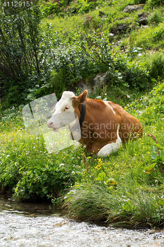 Image of Cows in the Salzburg County, Austria