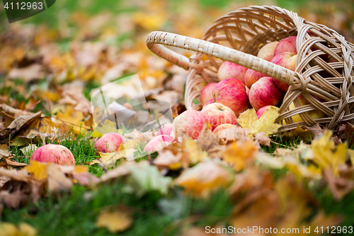Image of wicker basket of ripe red apples at autumn garden