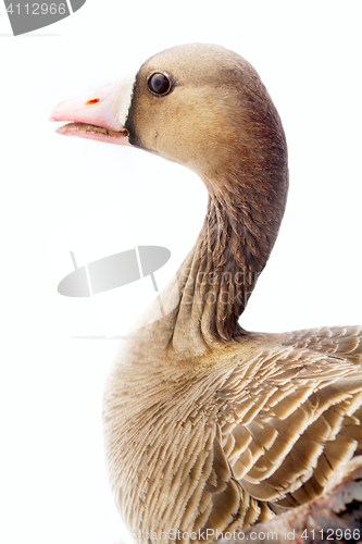 Image of Portrait of white-fronted goose on white background. 