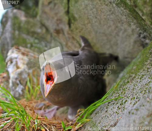 Image of Protecting nest and self-defense. Fulmar spits smelly caustic orange blubber in eyes of predator.