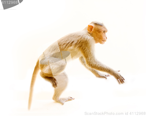 Image of one animal, a young monkey 