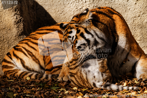 Image of Tiger mum