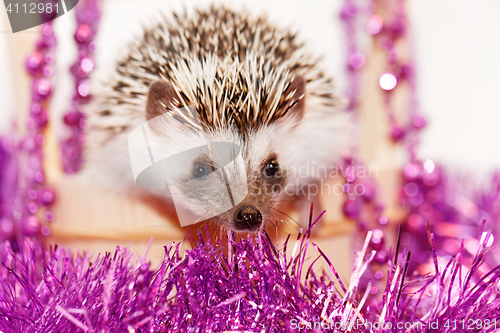 Image of A cute little hedgehog - ( African white- bellied hedgehog )