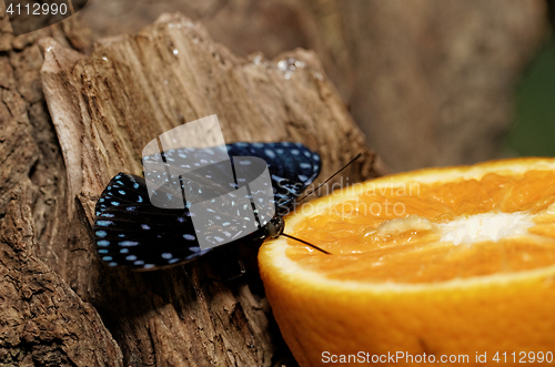 Image of Butterfly