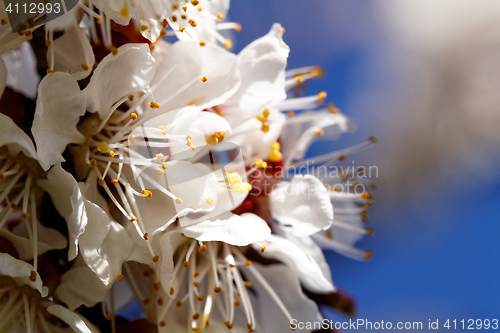 Image of Blossom