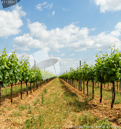 Image of Tokay grapes