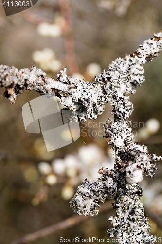 Image of White branch
