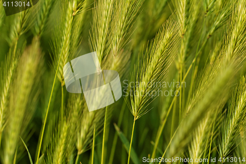 Image of Green grain