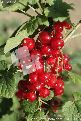 Image of Red currant