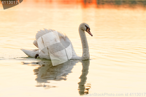 Image of Lonely swan