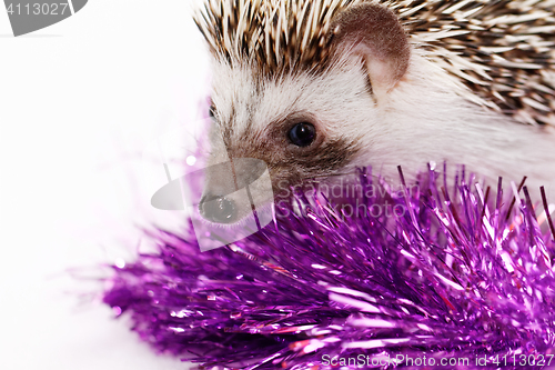 Image of A cute little hedgehog - ( African white- bellied hedgehog )
