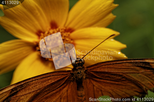 Image of Orange butterfly