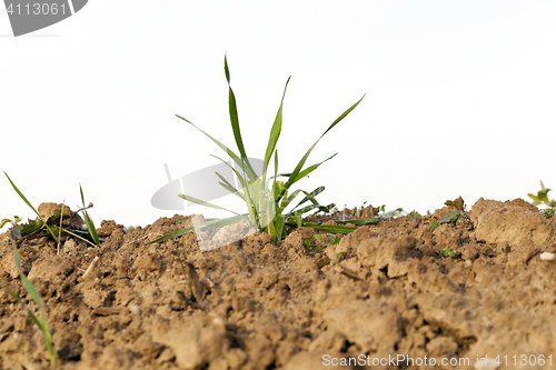 Image of young grass plants, close-up