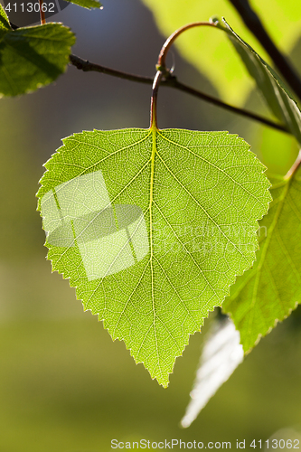 Image of Young leaves of birch