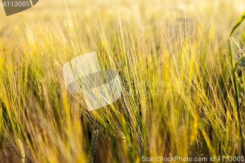 Image of ripening cereals in the field