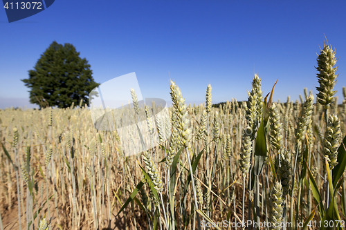 Image of farm field cereals