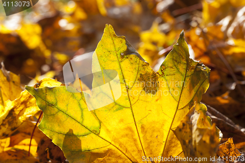 Image of leaves in autumn park