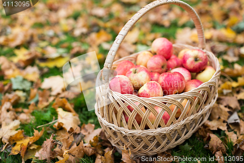 Image of wicker basket of ripe red apples at autumn garden