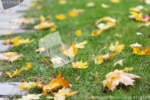 Image of fallen autumn maple leaves on green grass