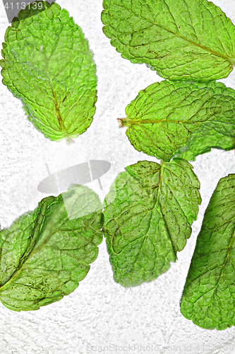 Image of Mint leaves in ice