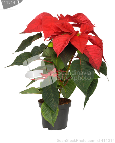 Image of Poinsettia